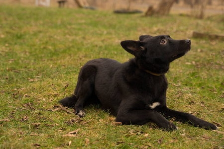 白斑牙齿胸前有白斑的黑狗照片
