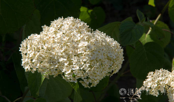 花瓣 树叶 植物学 春天 食物 螺旋体 灌木 分支 开花