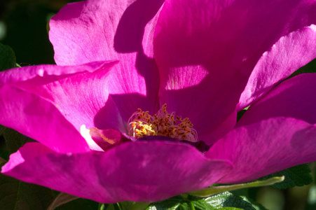花的 盛开 颜色 昆虫 工人 花园 玫瑰 春天 特写镜头