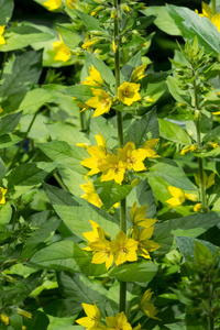 植物学 草地 植物 阳光 领域 农场 植物区系 天空 花瓣