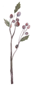  realistic hand drawn holly, ilex branch with berry , mistletoe.