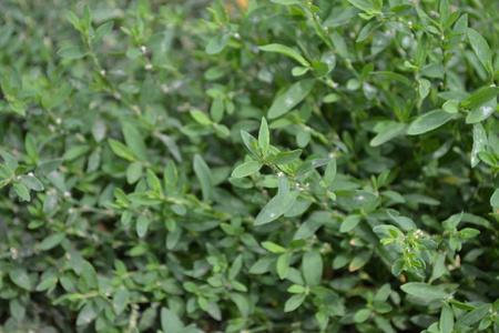 酊剂 自然 植物疗法 防腐剂 结缕草 草药 提取 望远镜