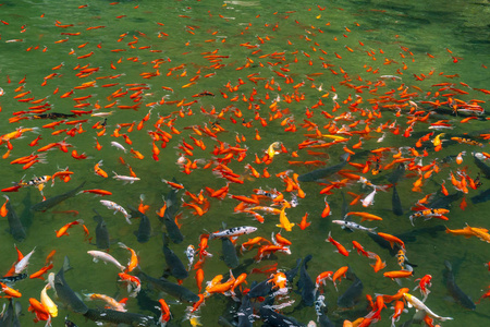 一群花镜鲤鱼在池塘里游泳照片
