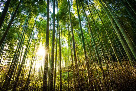 Beautiful landscape of bamboo grove in the forest at Arashiyama 