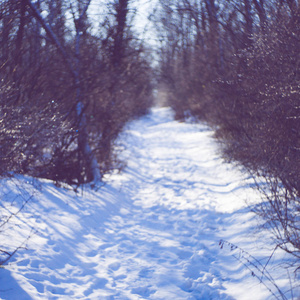 在晴朗的霜冻天，有一条雪路的冬季森林。