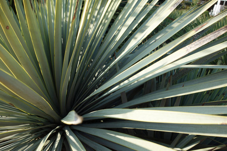 植物窄绿色门在窗台上的花盆里种一种长而窄的绿色和白色叶子的植物