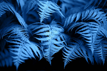 美丽的蕨类植物叶子是蓝色的.照片