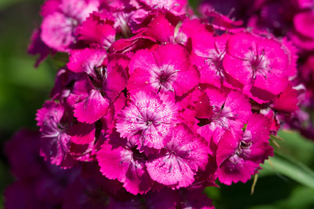 紫色 漂亮的 园艺 植物区系 盛开 季节 植物学 草本植物