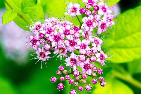 螺旋体 紫色 黛西 花束 领域 花瓣 春天 植物区系 盛开
