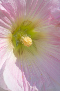 颜色 花束 漂亮的 锦葵 特写镜头 花瓣 植物 紫色 花园