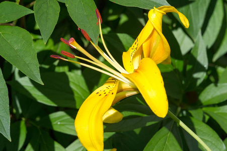 百合花 灌木 花园 金银花 草本植物 开花 植物 颜色 夏天