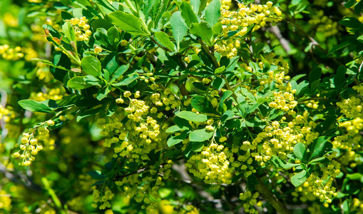 花园 收获 灌木 水果 季节 葡萄 树叶 秋天 葡萄园 夏天