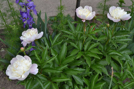 美女 花园 颜色 夏天 植物学 优雅 牡丹 花束 欧洲 芍药科