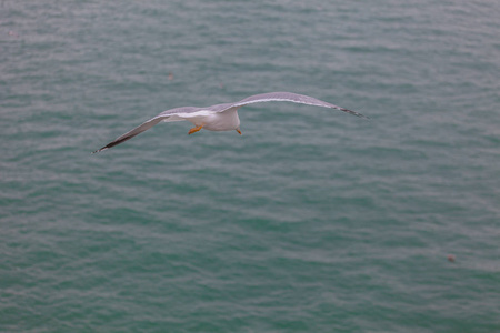 海鸥在海浪中飞翔