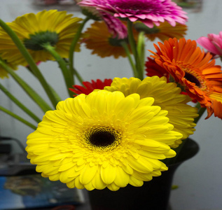 盛开 太阳 季节 黛西 植物学 花瓣 花的 花束 花园 向日葵