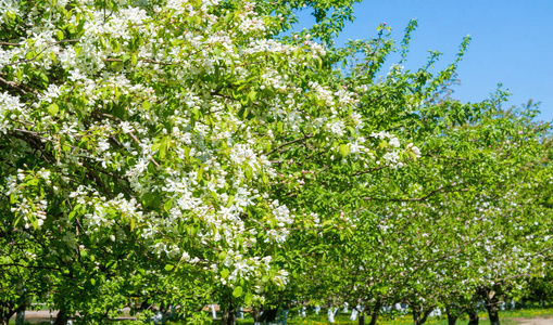 苹果花 草本植物 颜色 季节 夏天 分支 环境 树叶 天空