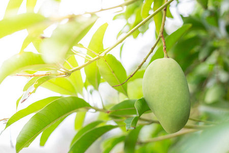 Mango on the tree 