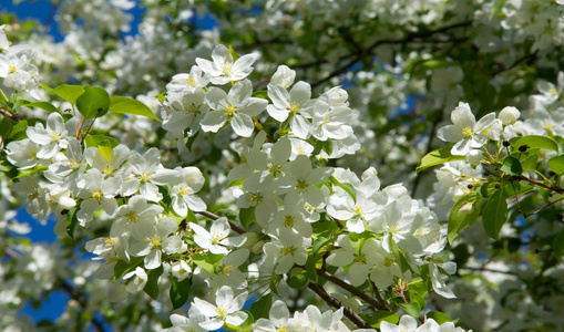 樱桃 分支 灌木 季节 树叶 植物区系 夏天 植物学 花瓣