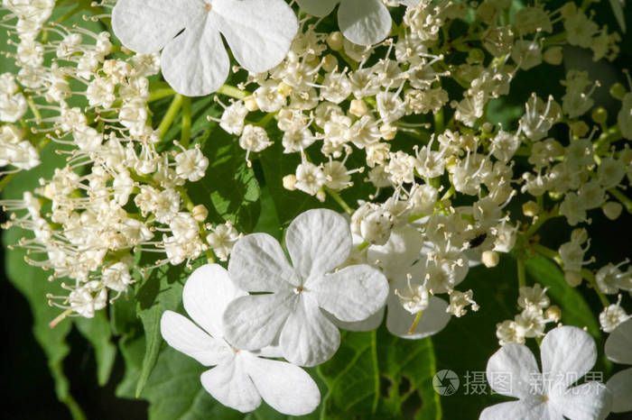 生活 开花 花瓣 花的 草本植物 植物 季节 植物学 绣球花