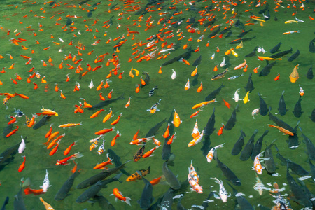 许多美丽的鲤鱼在水面上游动照片