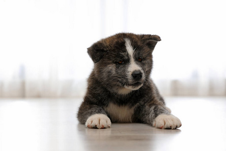 宝贝 毛皮 幼犬 宠物 同伴 繁殖 小狗 犬科动物 说谎