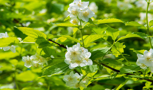 生长 公园 花瓣 树叶 春天 植物区系 植物 苹果 茉莉