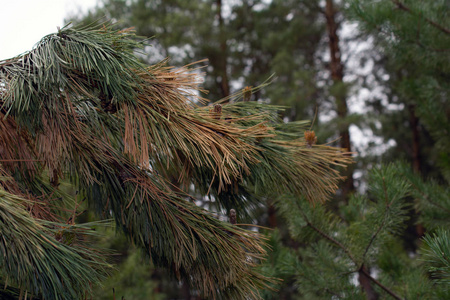 特写镜头 自然 植物区系 圆锥体 美丽的 庆祝 针叶树 云杉