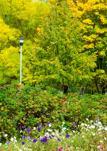 季节 花园 植物 草地 土地 领域 树叶 枫树 环境 木材