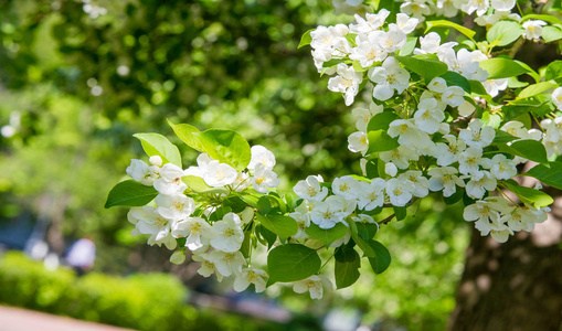 分支 花瓣 苹果花 螺旋体 水果 夏天 园艺 生活 颜色