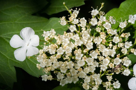 生长 樱桃 花园 植物区系 春天 花瓣 生活 树叶 植物学