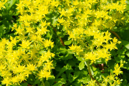 颜色 领域 草地 花园 植物 夏天 生长 阳光 季节 奥平