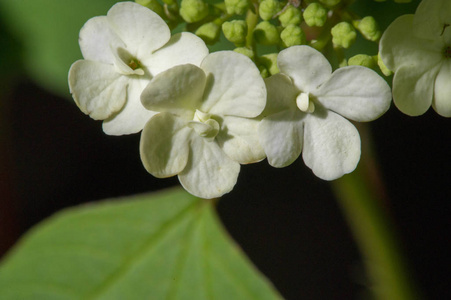 盛开 分支 灌木 草本植物 植物 季节 生活 茉莉 植物学