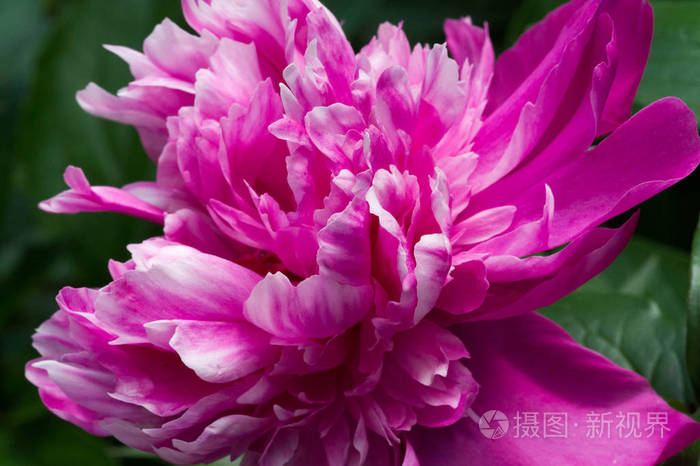 漂亮的 花的 特写镜头 植物学 花束 粉红色 牡丹 季节