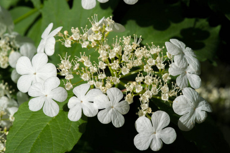 灌木 花的 园艺 苹果 果园 春天 生活 季节 开花 植物学