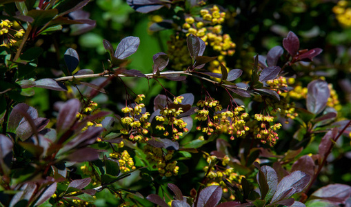 特写镜头 树叶 葡萄园 收获 环境 颜色 季节 公园 分支