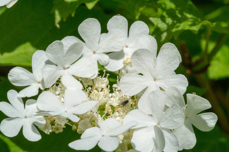 草本植物 花园 茉莉 开花 生长 植物学 季节 螺旋体 夏天