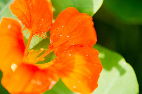 颜色 夏天 树叶 季节 植物学 玫瑰 春天 花瓣 领域 棘豆