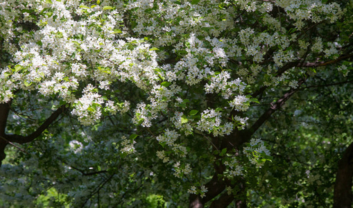 花的 季节 樱桃 夏天 春天 灌木 花园 阳光 公园 植物