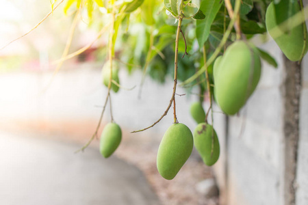 Mango on the tree 