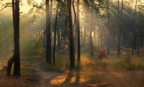 太阳 森林 分支 树叶 季节 松木 薄雾 颜色 美女 神秘