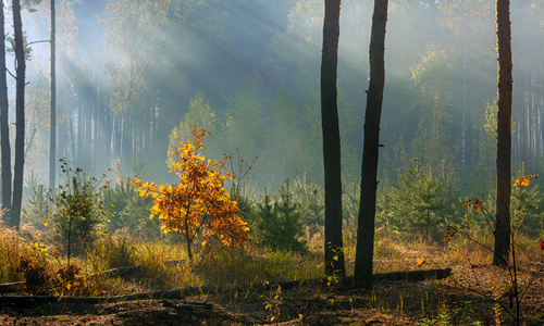 夏天 太阳 薄雾 美丽的 颜色 木材 森林 落下 黎明 季节