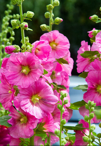 颜色 粉红色 草本植物 矮牵牛 园艺 春天 开花 花瓣 紫色