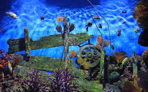 毒蕈珊瑚摄影图 毒蕈珊瑚图片大全 毒蕈珊瑚照片 摄图新视界 毒蕈珊瑚摄影图 毒蕈珊瑚图片大全 毒蕈珊瑚照片 摄图新视界