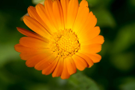 领域 夏天 花的 太阳 植物学 黛西 特写镜头 颜色 季节