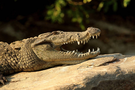 鳄鱼 爬行动物 沼泽 国家的 危险 特写镜头 锡兰 肖像