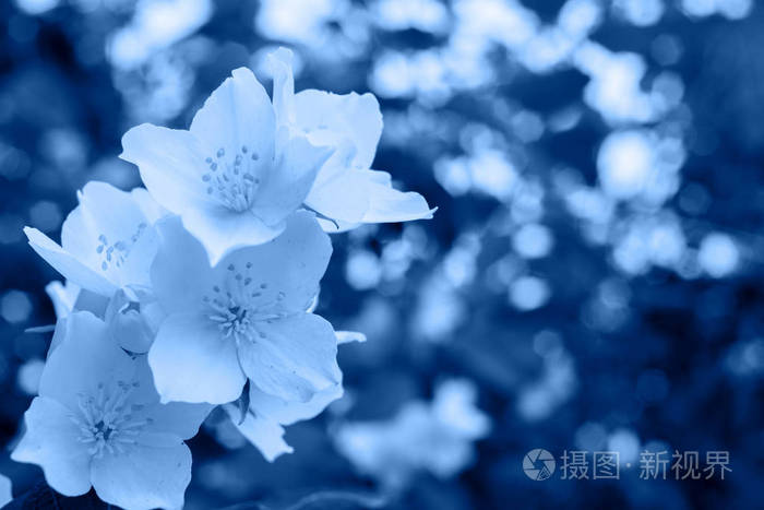 经典的蓝色背景由新鲜的茉莉花和叶子制成