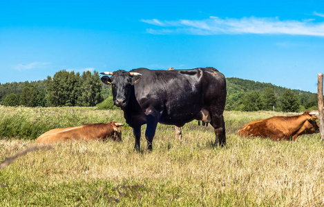 乡村风光中的乡村景观农田和草地，以及牧场上放牧的奶牛