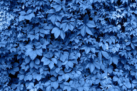 经典的蓝色背景由新鲜树叶制成,复制空间照片