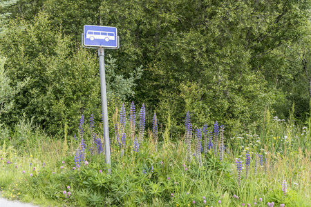 挪威路边公共汽车站的羽扇豆花图片