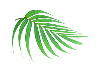 热带自然绿色棕榈叶图案